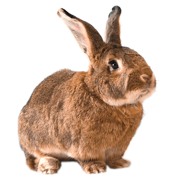 TOMBO THE GIANT RABBIT